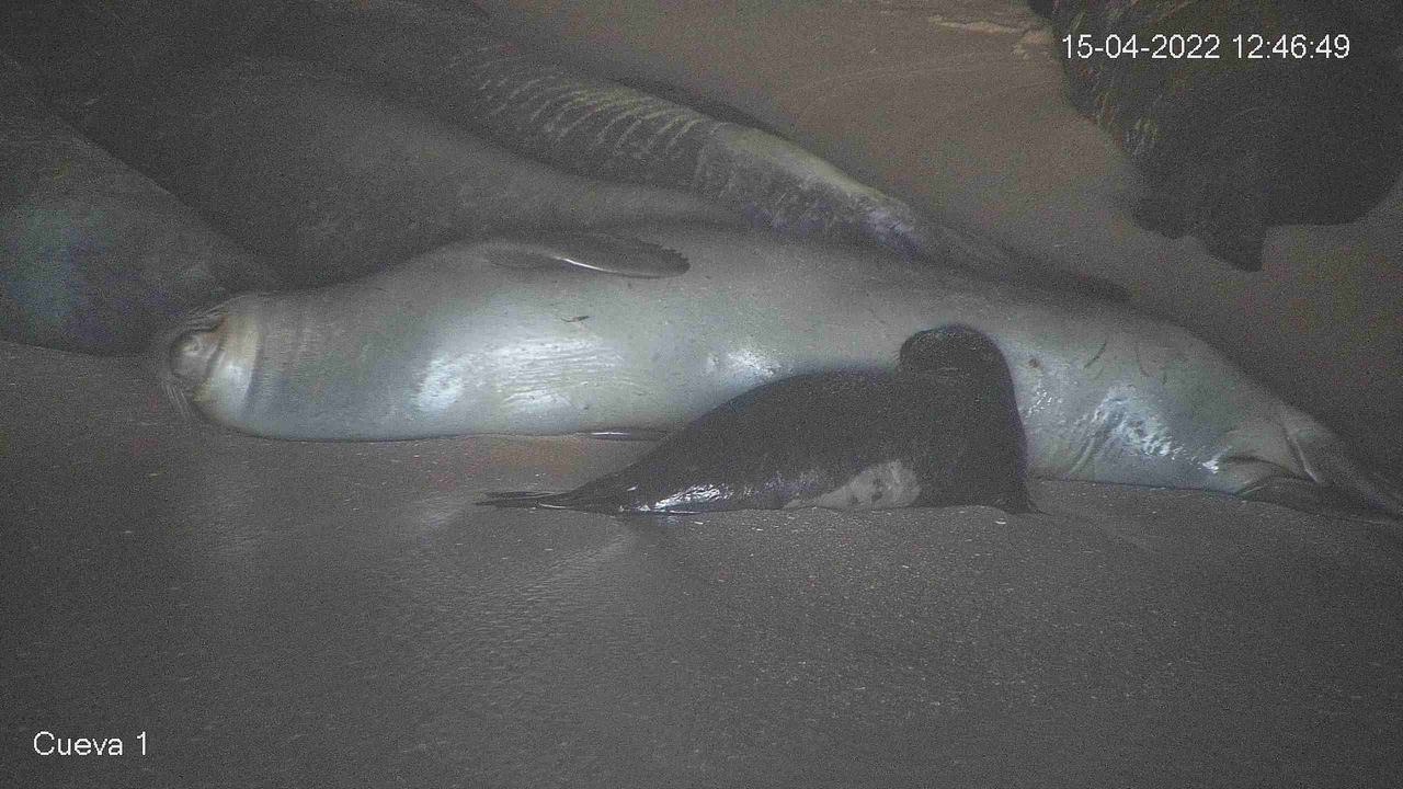 Pequeños grandes milagros de la conservación en la reserva «Costa de las Focas»