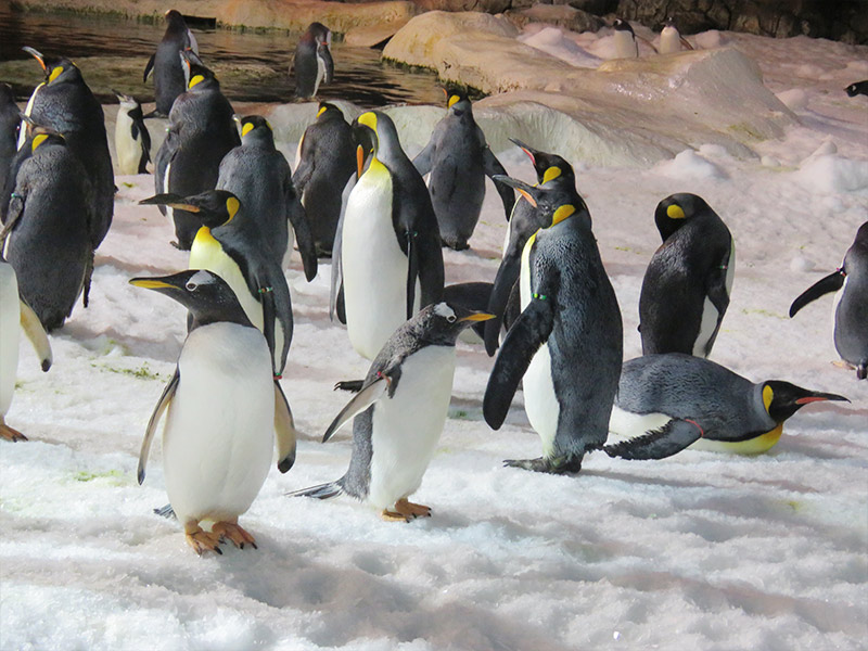 Pingüinos en Faunia