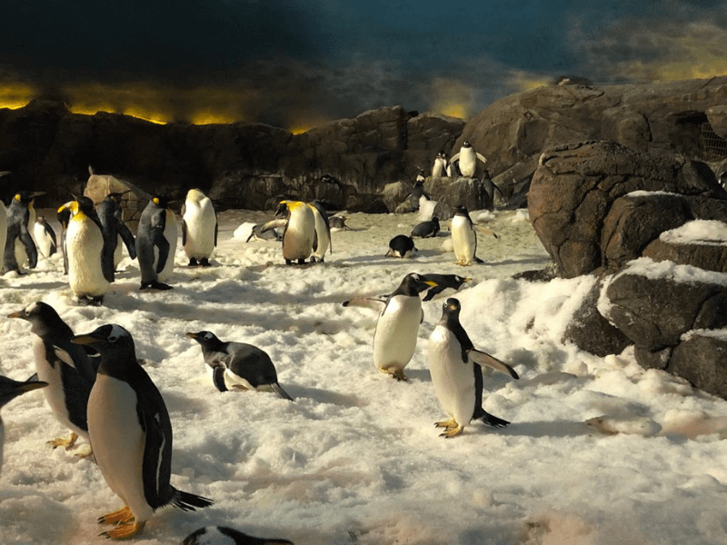 Pingüinos de El Cabo en el Zoo de Madrid