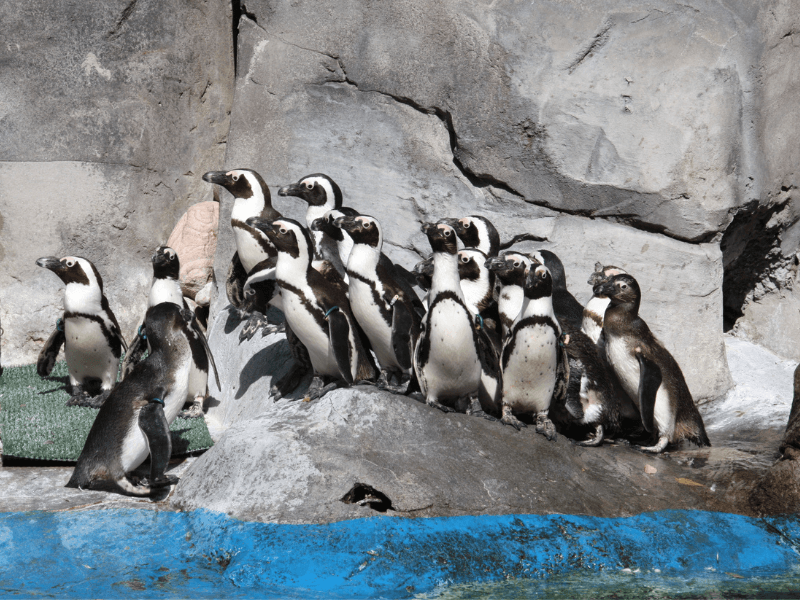 pingüinos gentoo en las instalaciones de Faunia 