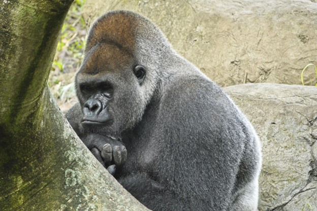 Especies Gorilas