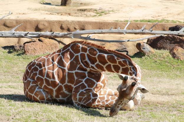 Cómo duermen las jirafas, ¡muy curioso!