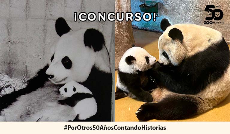 Participa y cuéntanos tu historia en el concurso del 50 aniversario de Zoo Aquarium de Madrid