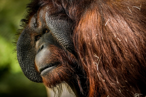 Súmate a la semana del orangután, del 13 al 19 de noviembre