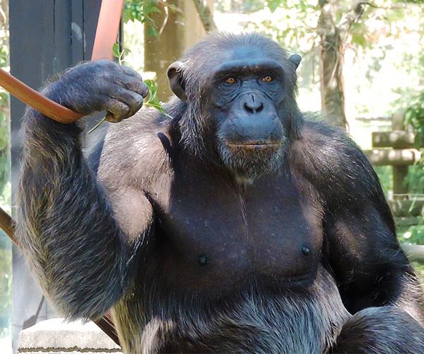 Chimpancé de Zoo Aquarium de Madrid