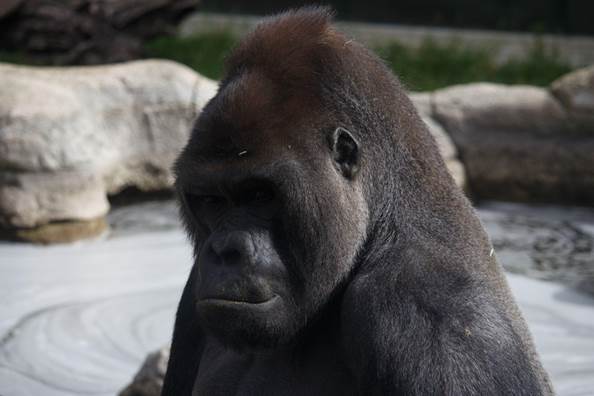Gorila en Zoo Aquarium Madrid
