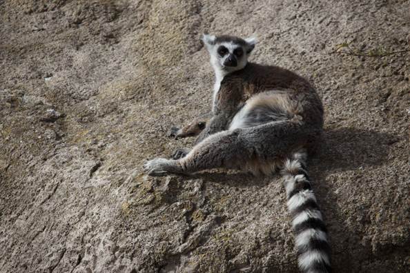 Lemur de cola anillada