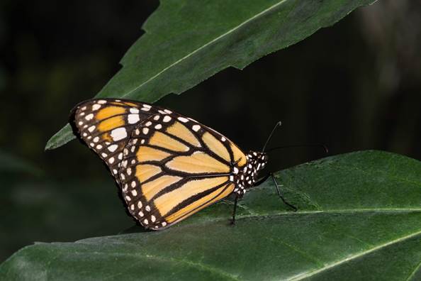 Mariposa monarca