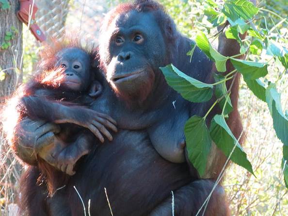 Orangután en Zoo Aquarium de Madrid