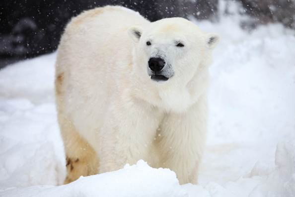 Oso polar