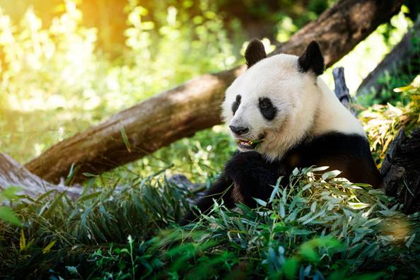 Animales en Peligro de Extinción