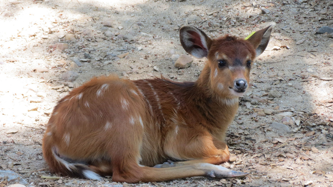 Esta Semana Santa, descubre la magia de la primavera en Zoo de Madrid  