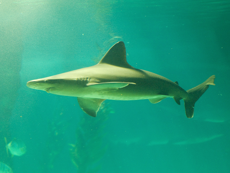 Tiburón gris en Zoo Aquarium de Madrid
