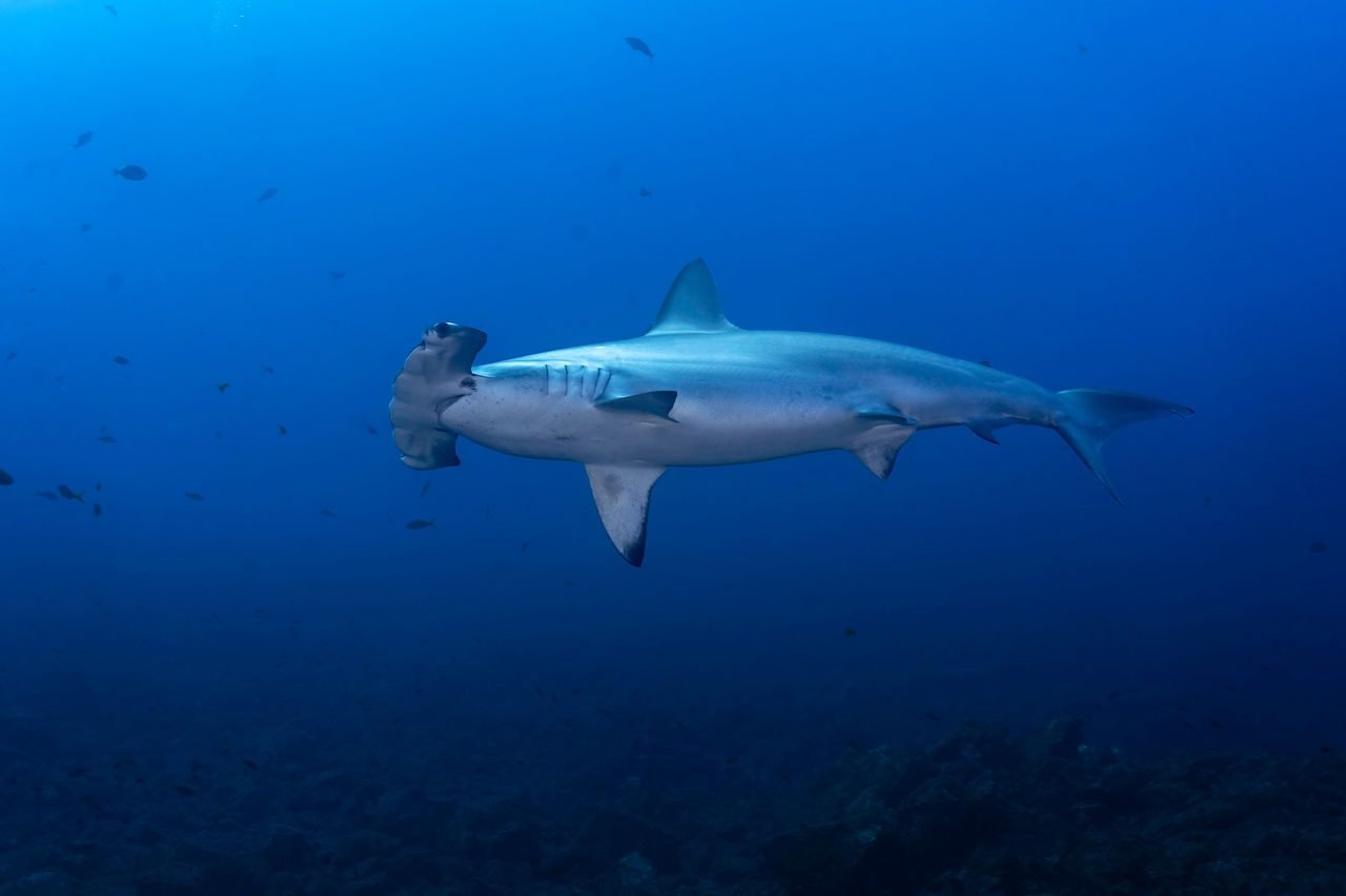 Tiburón martillo