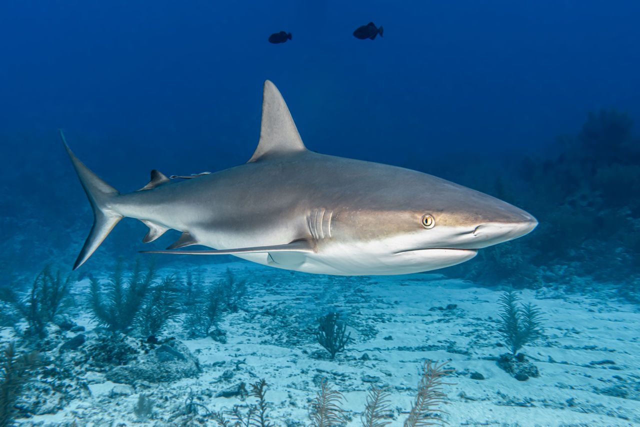 Tiburón de arrecife del Caribe