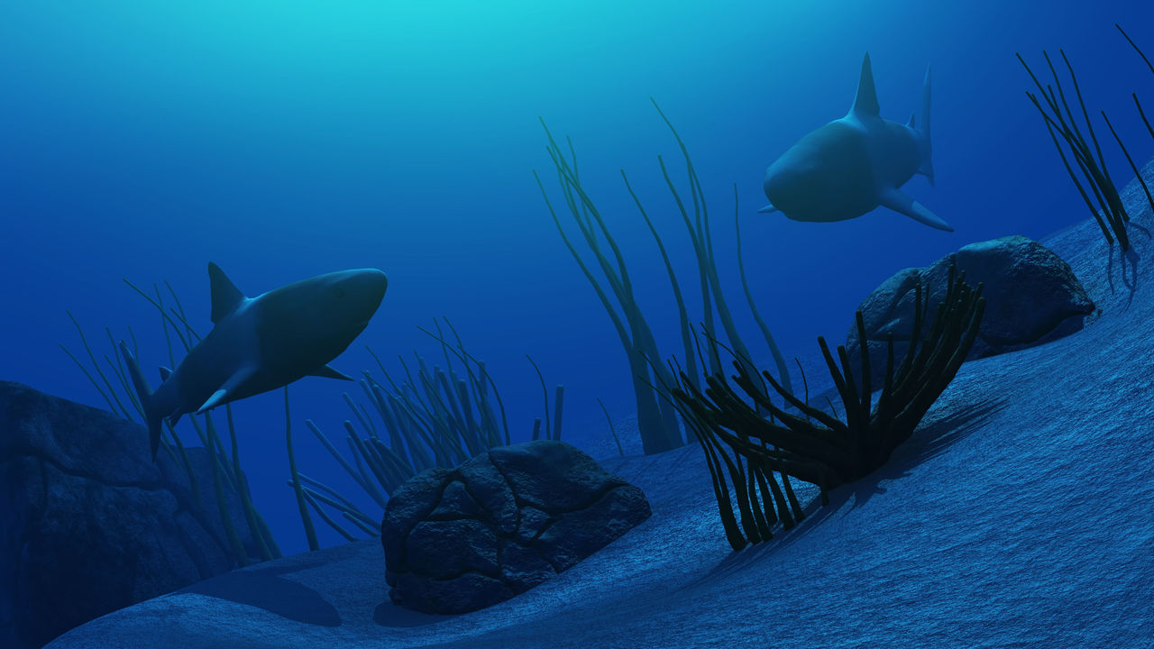 Tiburones en Peligro de Extinción: Causas | Zoo Aquarium Madrid 