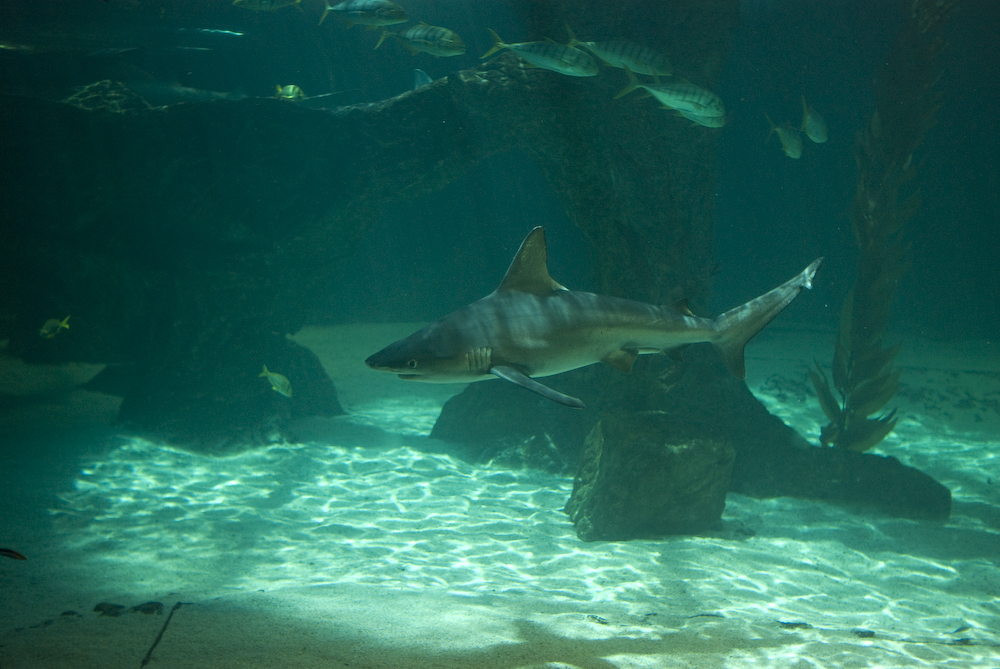 Tiburón 