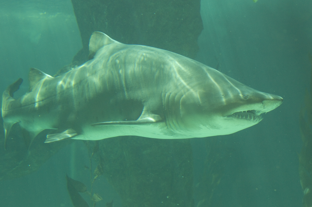 Tiburón toro