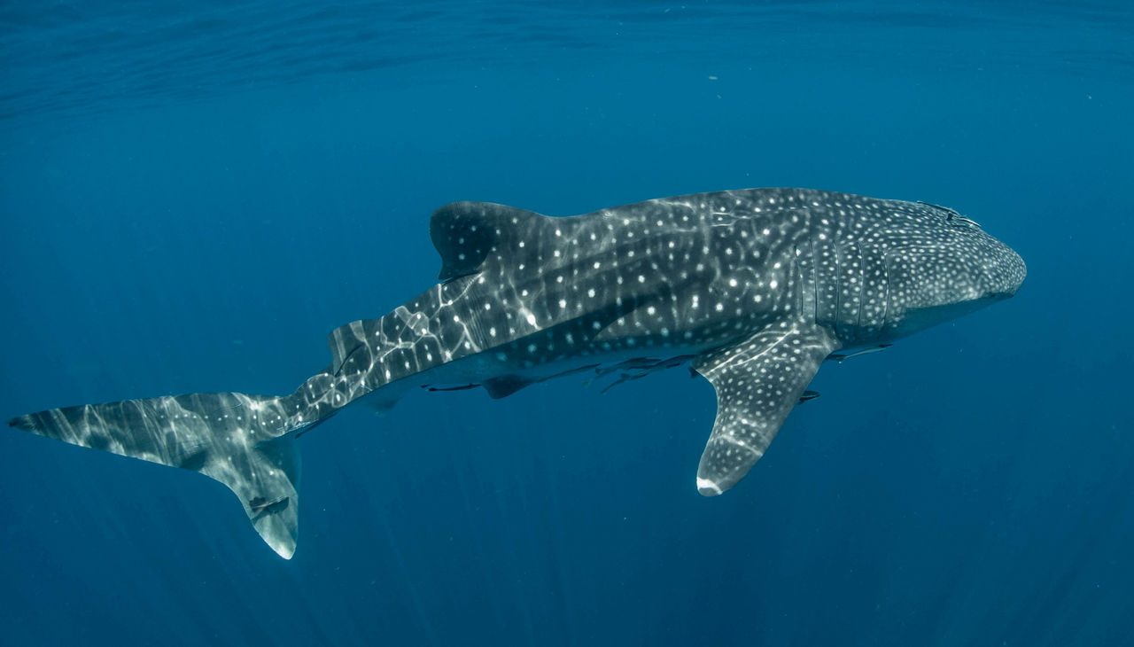 Tiburón ballena