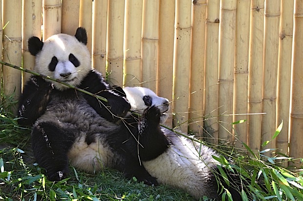 El oso panda, el animal más juguetón del Zoo