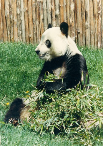 ¡Feliz ‘1.000 días’ en el Zoo!