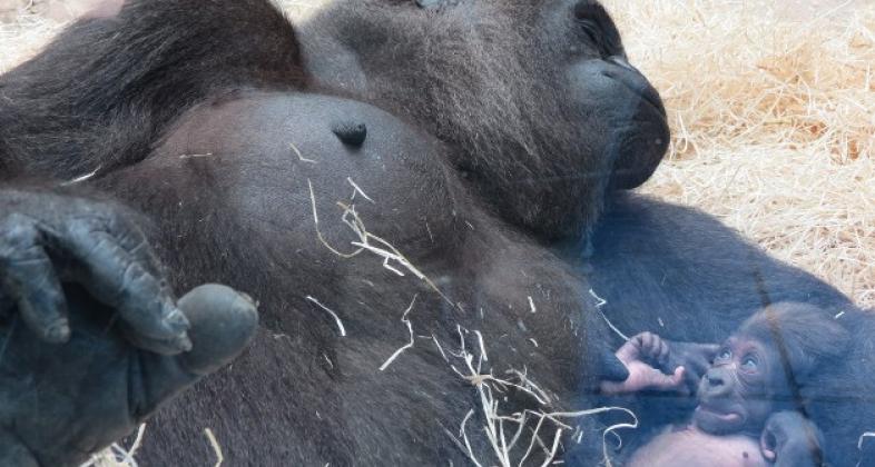 La importancia de los Zoos y el Bienestar animal