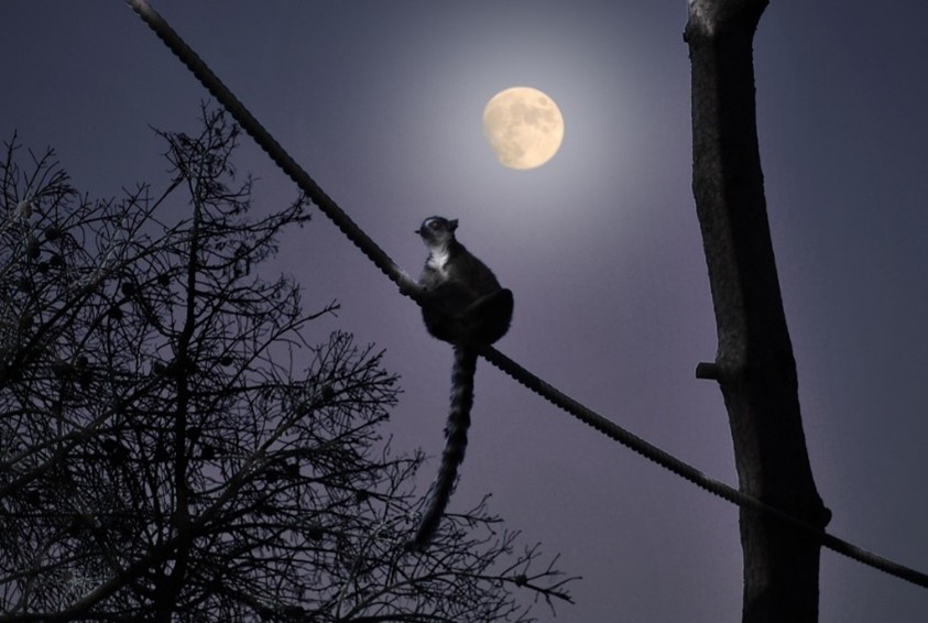  Los animales nocturnos más curiosos del Zoo de Madrid