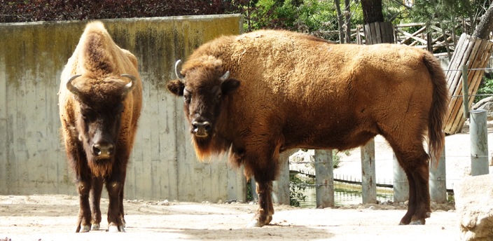 El bisonte europeo, el rumiante más grande del viejo continente