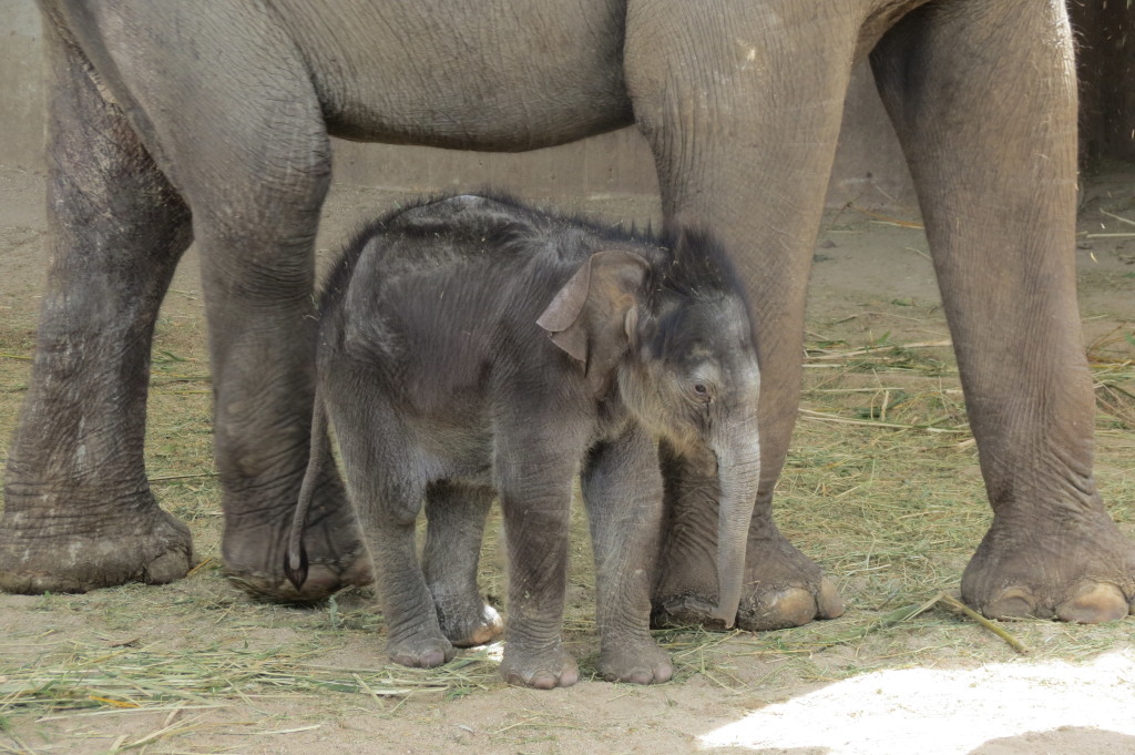 El bebé elefante Buba, estrella indiscutible del Zoo Aquarium de Madrid