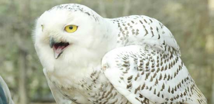 El Búho Nival, el cazador más poderoso de la tundra