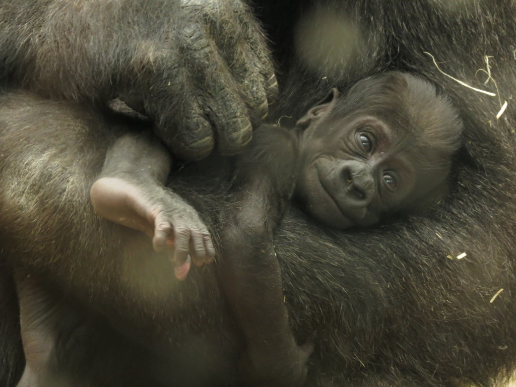 Elige tu nombre favorito para la cría de gorila nacida en el Zoo de Madrid