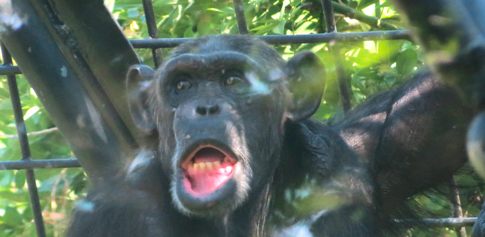 El chimpancé, nuestro pariente más cercano