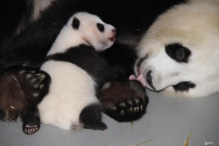 La cría de oso panda, ¡vocaliza y abre los ojos!