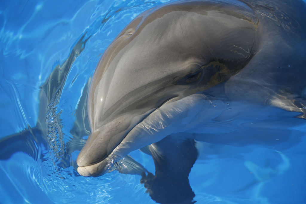 Los delfines, más cerca que nunca