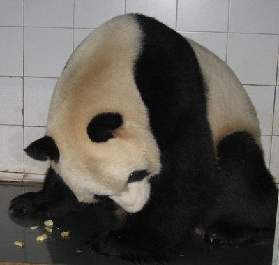 Especialmente pájaro Capilla Diario de los Pandas. ¿Sabes cuánto pesa un panda Gigante? | Zoo Aquarium  Madrid