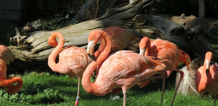 Las aves exóticas más interesantes que puedes ver en el Zoo