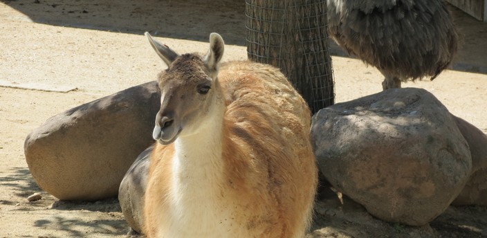 El guanaco, la ‘llama’ de la Patagonia