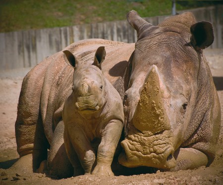 El Rinoceronte, en grave peligro de extinción