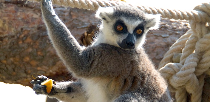 El lémur, el adorador del sol