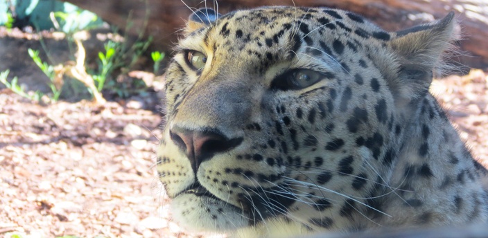 El leopardo, el gran felino de los árboles