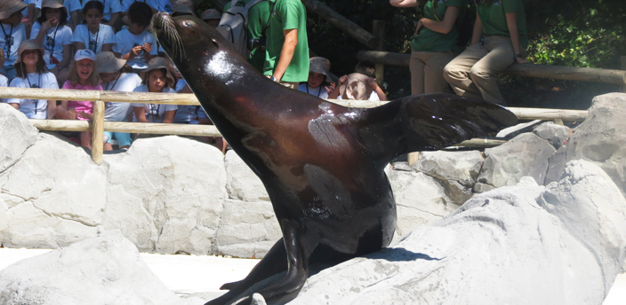 El león marino, la foca con orejas