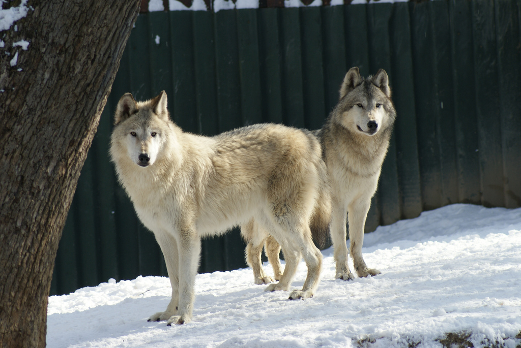 El lobo ártico, un verdadero superviviente