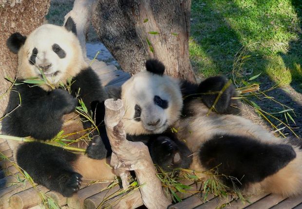 Diario de los Pandas: Po y De De ya pesan algo más de 50 Kg