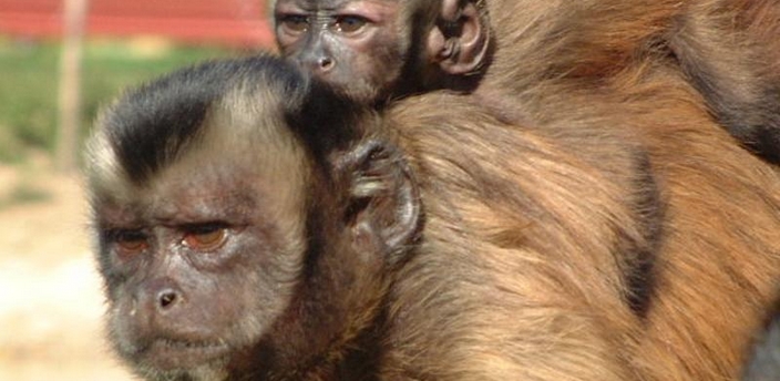 El Mono Capuchino, el primate más inteligente del Nuevo Mundo