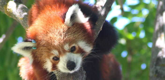 El panda rojo, el animal más bello del mundo