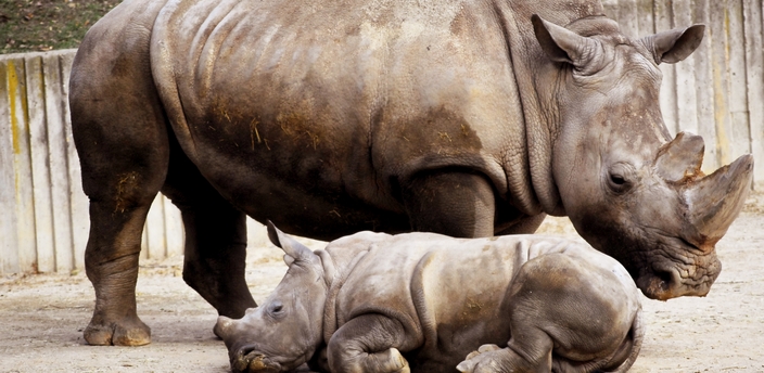 El Rinoceronte Blanco, el segundo mamífero terrestre más grande de África