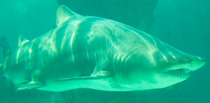 El tiburón toro, el escualo más ‘dócil’