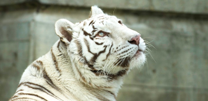 El tigre de bengala, el felino con traje de rayas