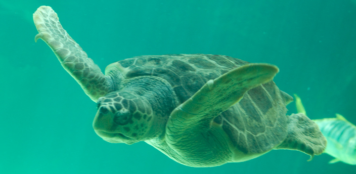La tortuga boba, la especie más común del mediterráneo español