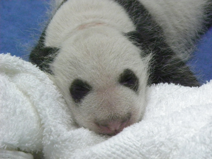 Diario Panda: “Mi primer mes de oso panda”